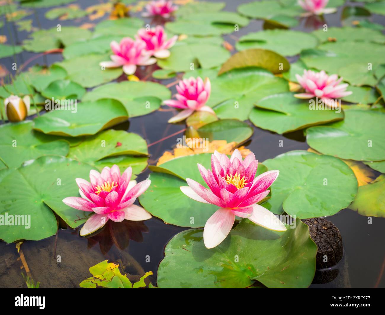Plantes aquatiques, nénuphars roses Banque D'Images