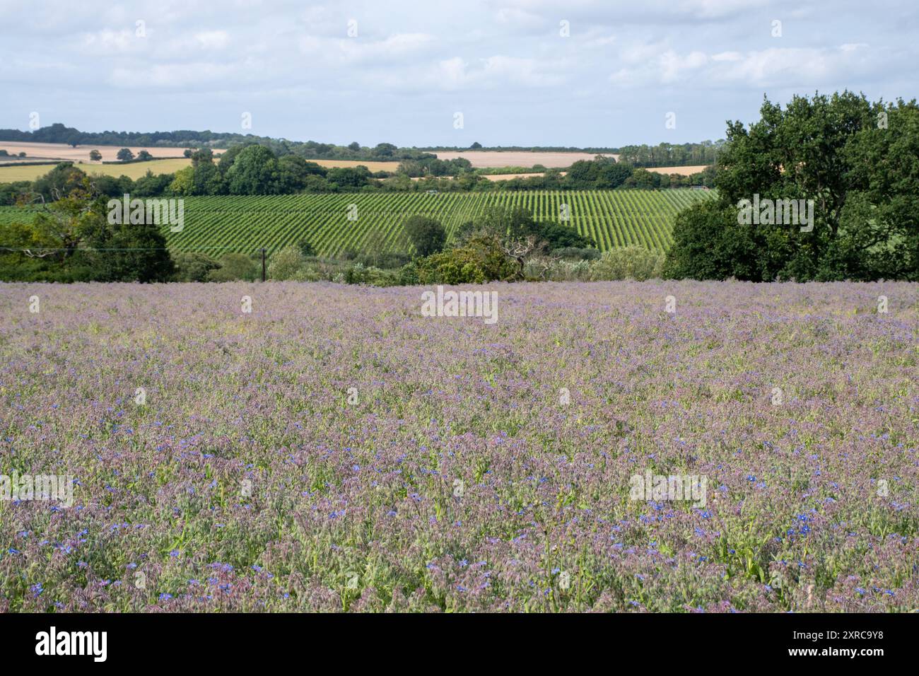 Culture de bourrache poussant dans le champ dans le Hampshire, Angleterre, Royaume-Uni, avec des fleurs bleues violettes colorées en août ou en été, Agriculture, agriculture Banque D'Images