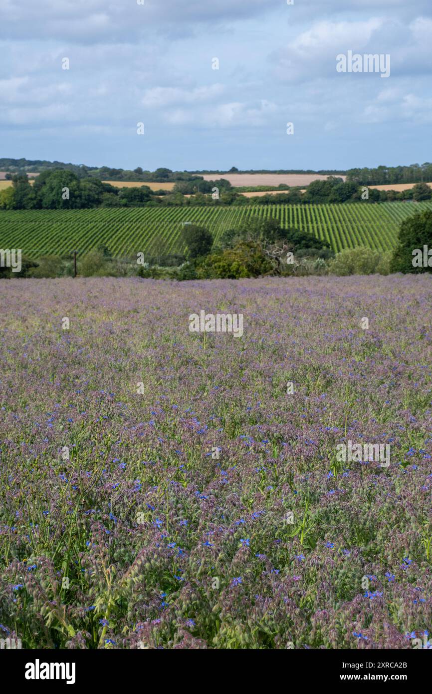 Culture de bourrache poussant dans le champ dans le Hampshire, Angleterre, Royaume-Uni, avec des fleurs bleues violettes colorées en août ou en été, Agriculture, agriculture Banque D'Images