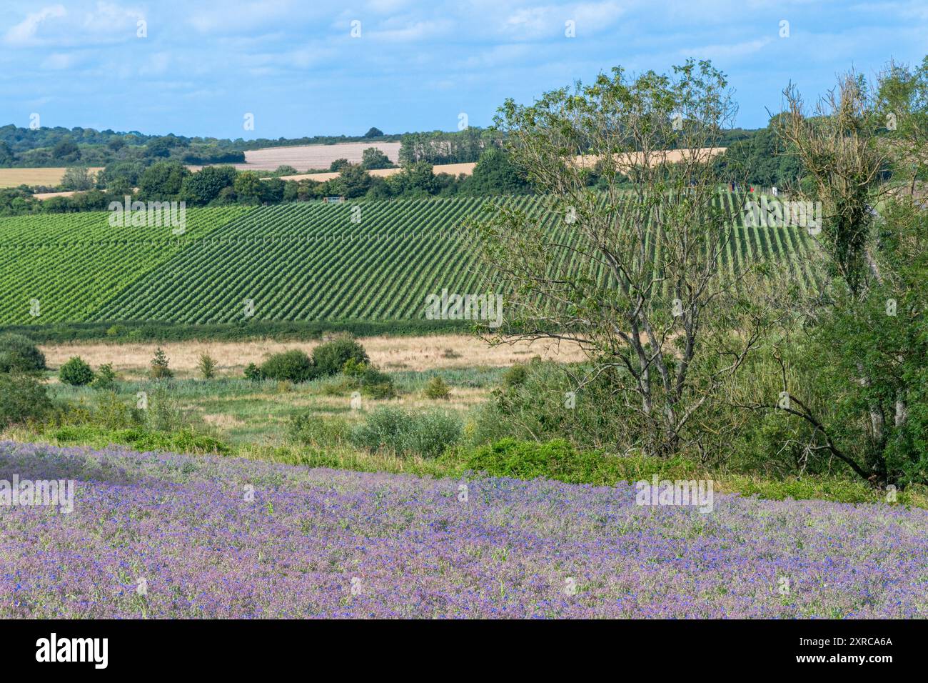 Culture de bourrache poussant dans le champ dans le Hampshire, Angleterre, Royaume-Uni, avec des fleurs bleues violettes colorées en août ou en été, Agriculture, agriculture Banque D'Images