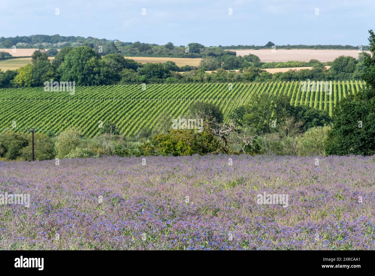 Culture de bourrache poussant dans le champ dans le Hampshire, Angleterre, Royaume-Uni, avec des fleurs bleues violettes colorées en août ou en été, Agriculture, agriculture Banque D'Images