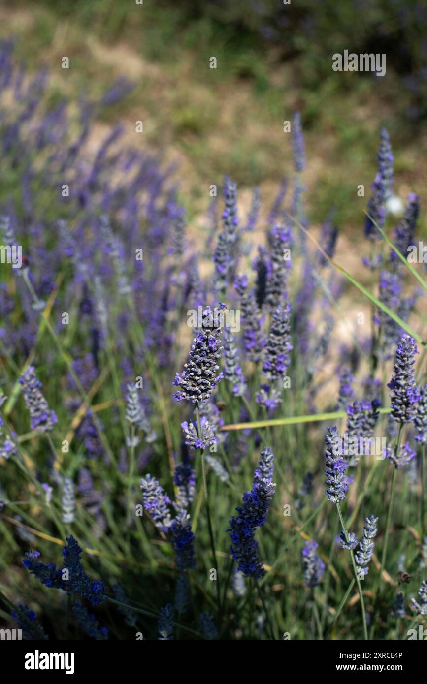 Lavande en fleurs, Valensole, Alpes-de-haute-Provence, France Banque D'Images