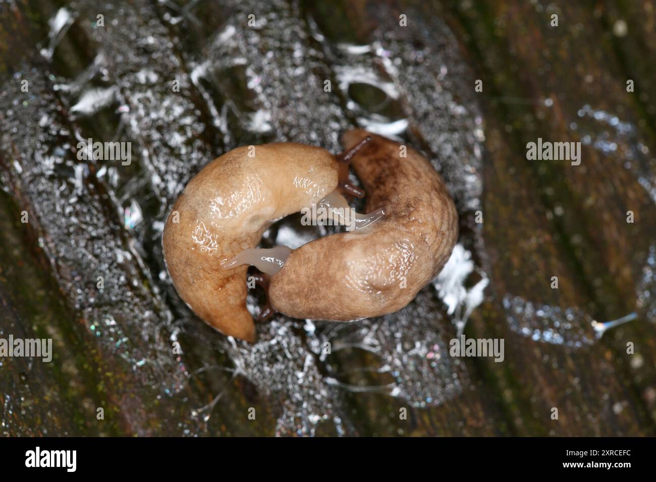 Limace grise de jardin (Deroceras reticulatum) pendant le rituel d'accouplement avec des sacs de fléchettes d'amour Banque D'Images