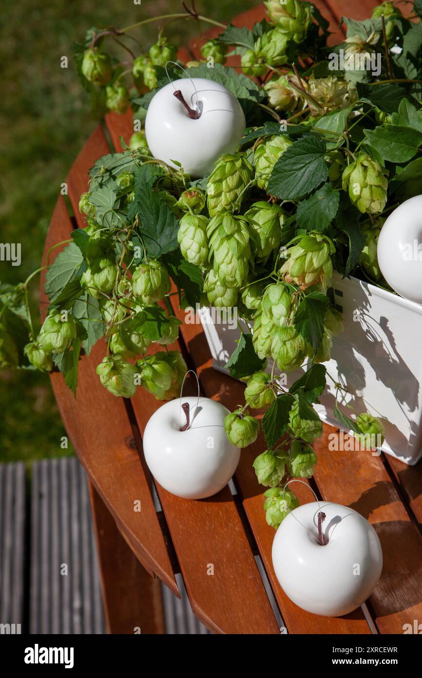 Pommes artificielles blanches avec des vrilles fraîches de houblon de bière sur une table en bois à l'extérieur au soleil, décoration pour une célébration, nature morte Banque D'Images