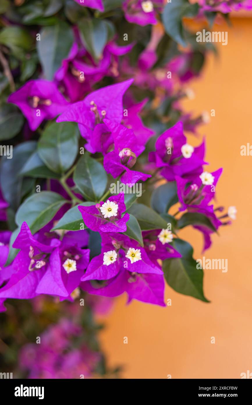 Casco Antiguo, Séville, Province de Séville, Andalousie, Espagne. Fleurs violettes poussant sur un mur de stuc orange. Banque D'Images