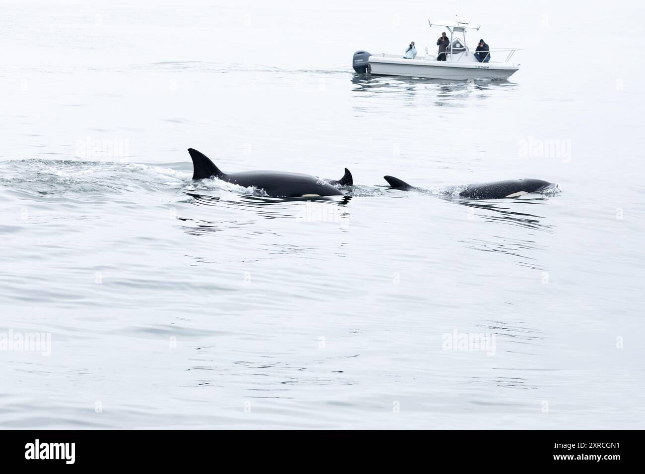 Monterey Bay, Californie - 28 août 2022 : orques orques, orques, surface et jouer comme observateurs de baleines, touristes et scientifiques regardent depuis un bateau Banque D'Images