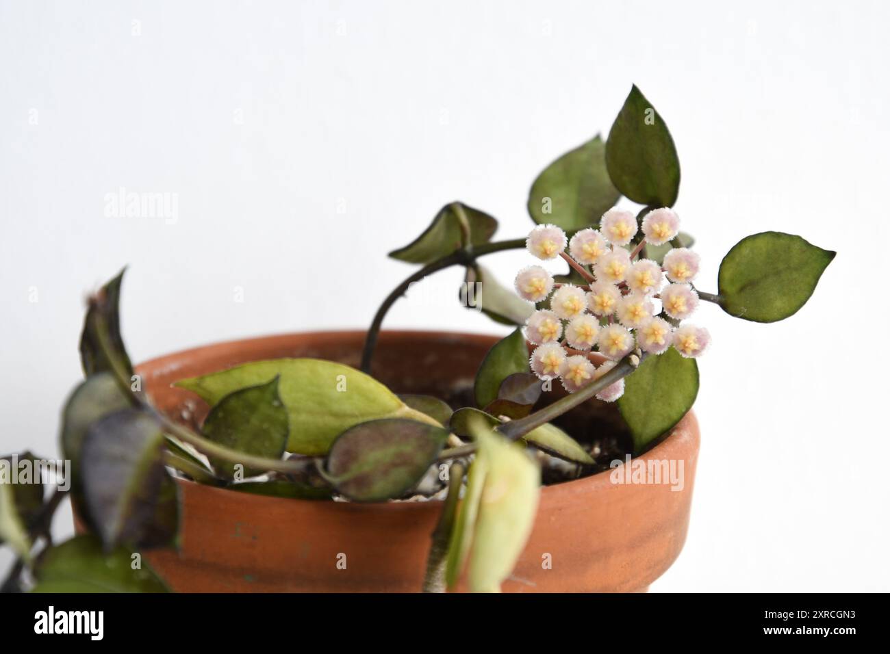 Hoya krohniana feuilles noires, plante d'intérieur dans un pot en terre cuite, isolé sur un fond blanc. Plante de vining avec des feuilles vert foncé, et une fleur. Banque D'Images