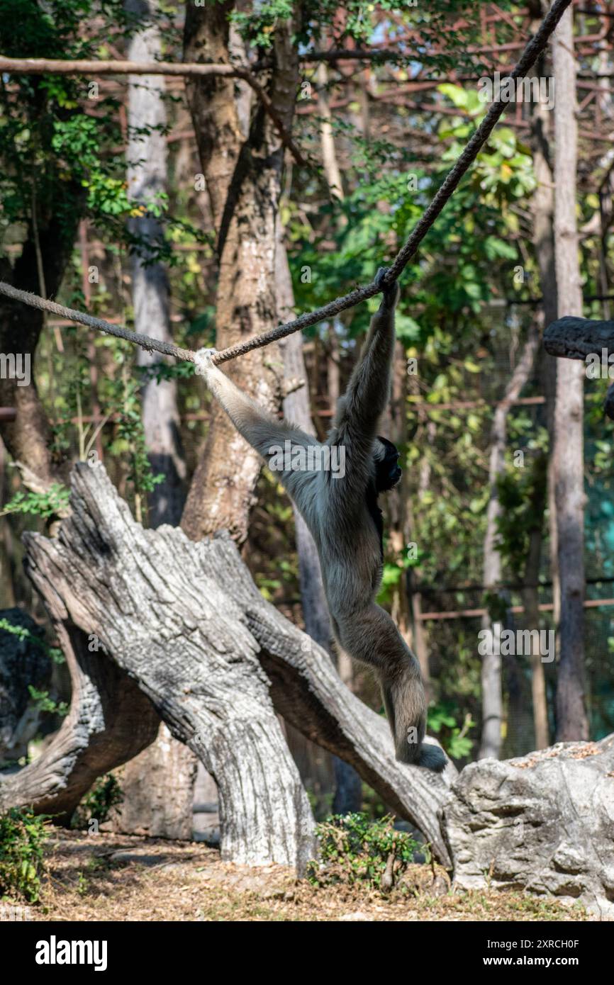 Le singe Gibbon Pileated joue avec la corde Banque D'Images