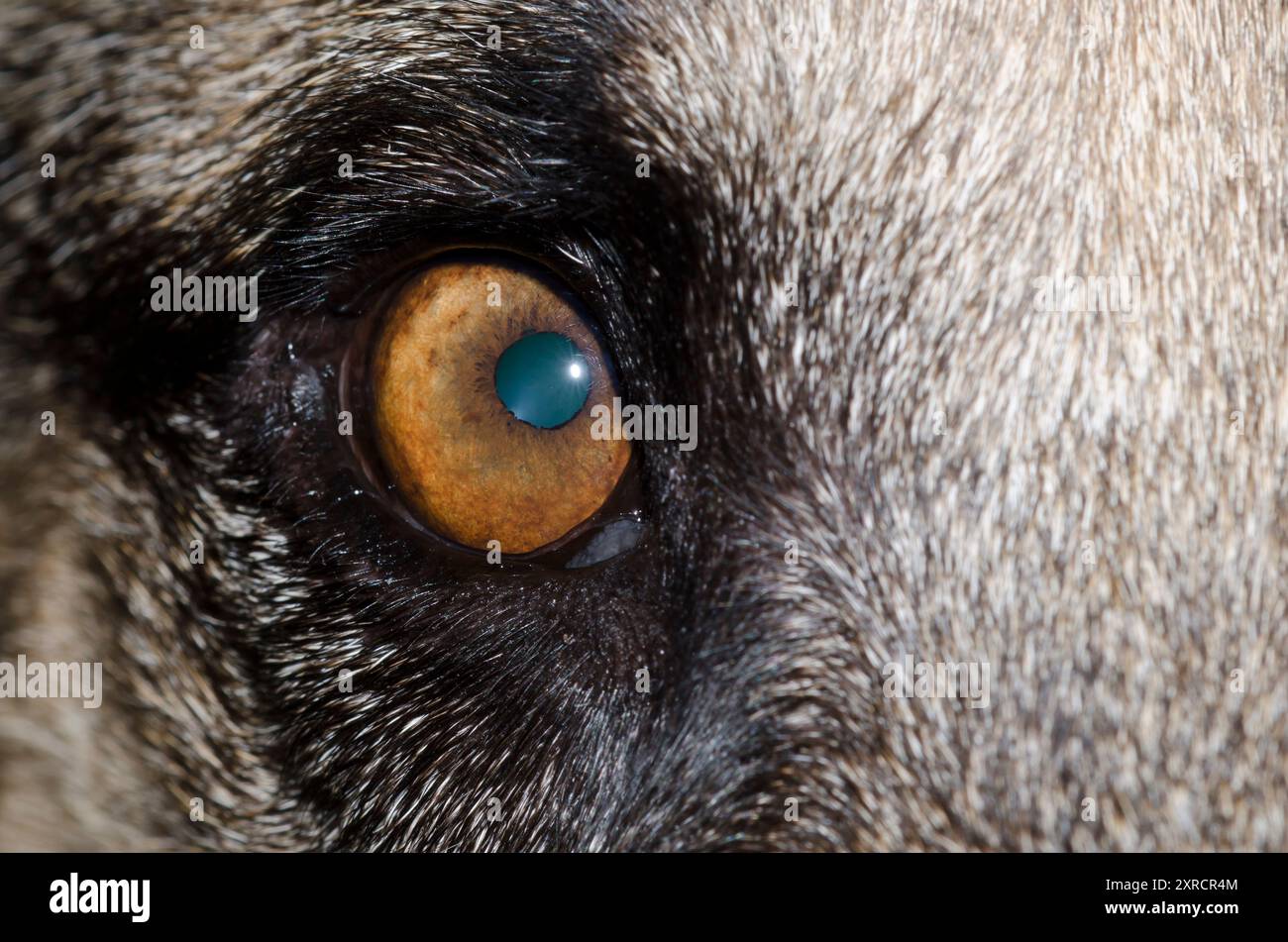 Chien, Canis lupus familiaris, oeil Banque D'Images