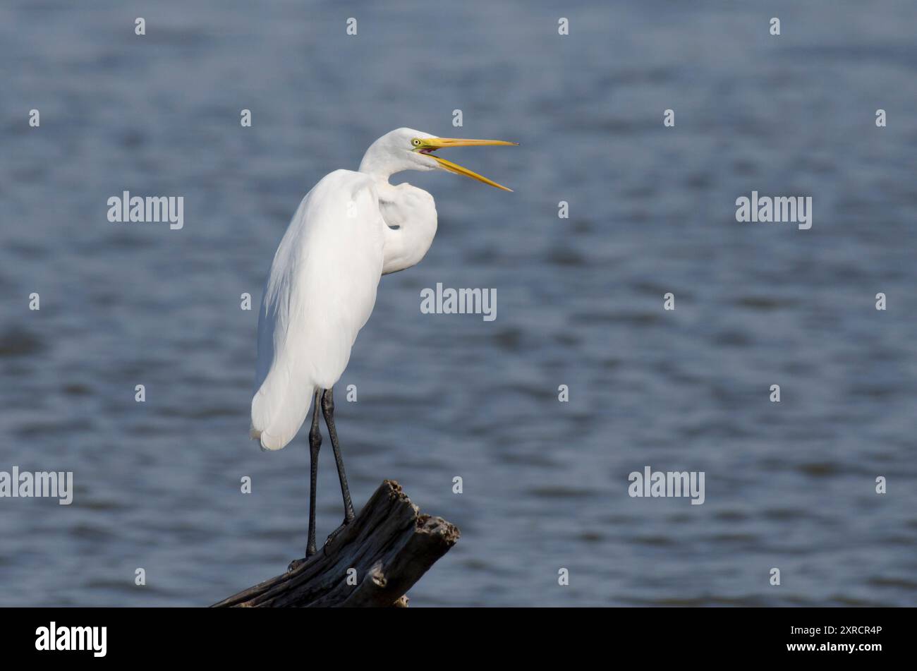 Grande Aigrette Ardea alba Banque D'Images