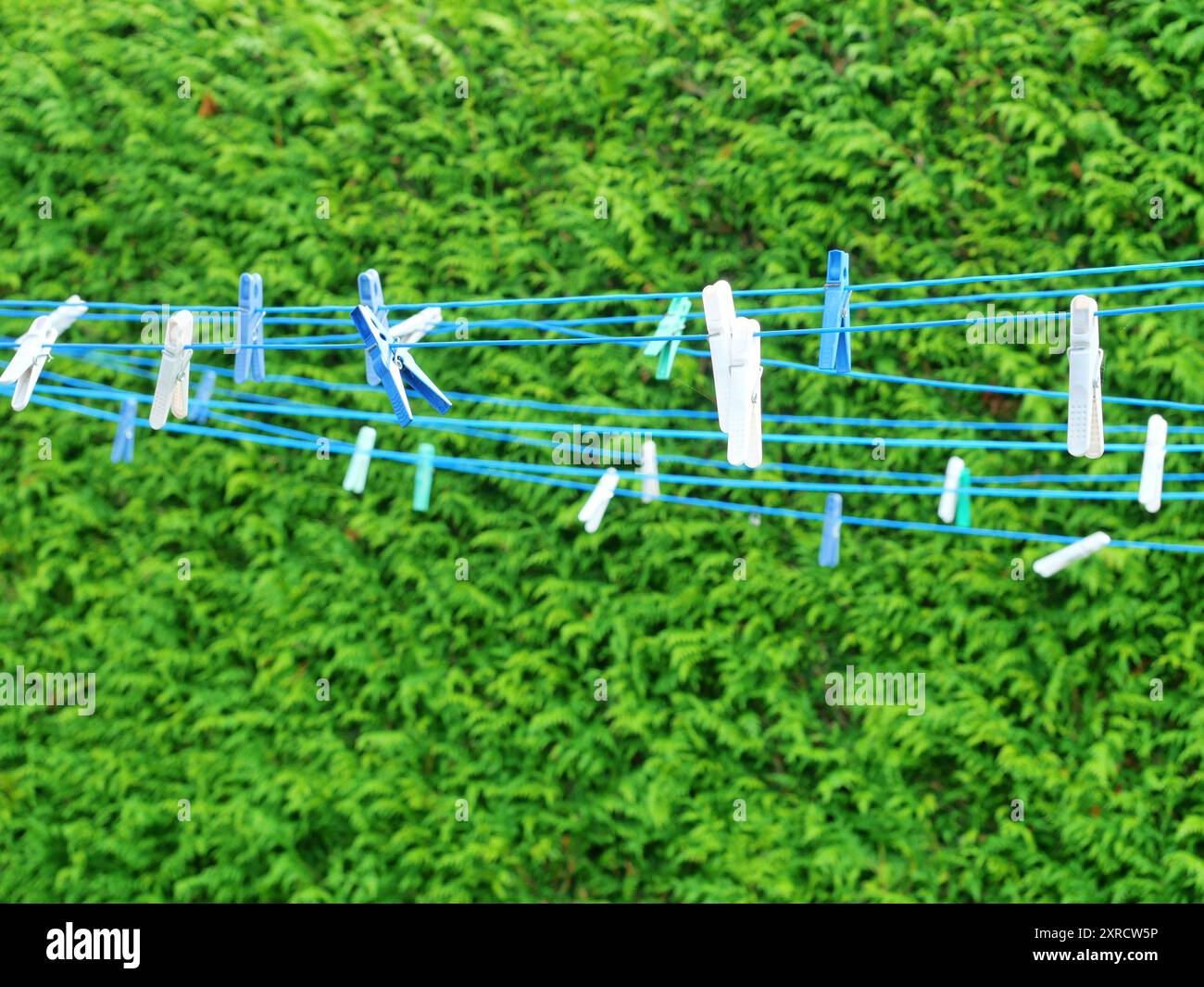 Corde à linge bleu clair avec chevilles en plastique contre une haie verte, idéale comme fond. Symbolise le séchage à l'air frais économe en énergie. Banque D'Images
