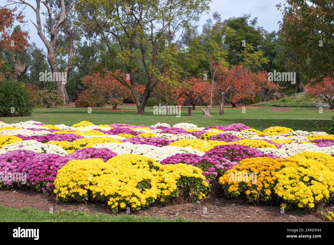 Un gros plan de la disposition colorée des fleurs et des couleurs automnales qui commencent à apparaître dans la conception et la mise en page du jardin japonais. Banque D'Images