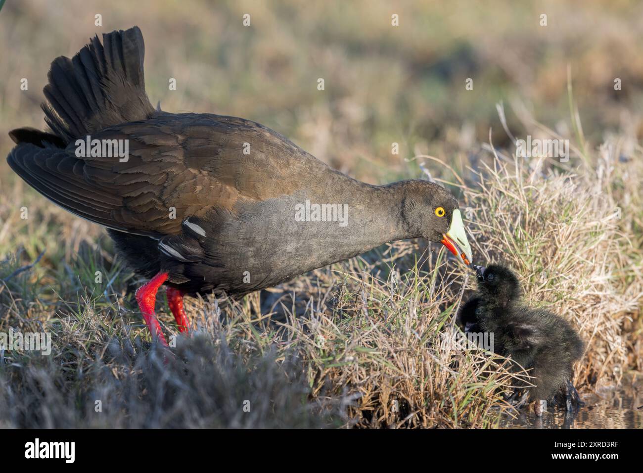 Un parent nativehen à queue noire nourrissant un seul éclosion à la lumière du soleil du matin parmi les herbes des marais. Banque D'Images