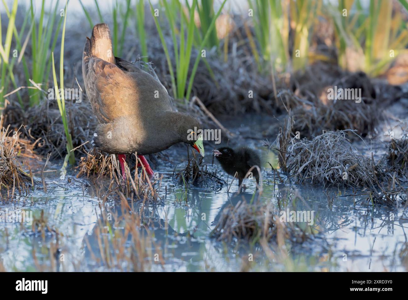Un parent nativehen à queue noire nourrissant un seul éclosion à la lumière du soleil du matin parmi les herbes des marais. Banque D'Images