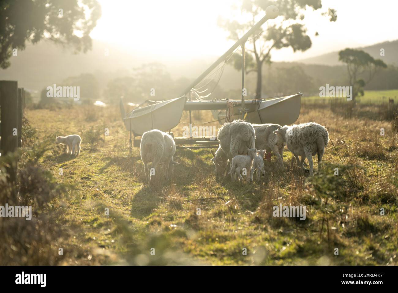 Moutons et agneaux dans les champs australiens au printemps Banque D'Images