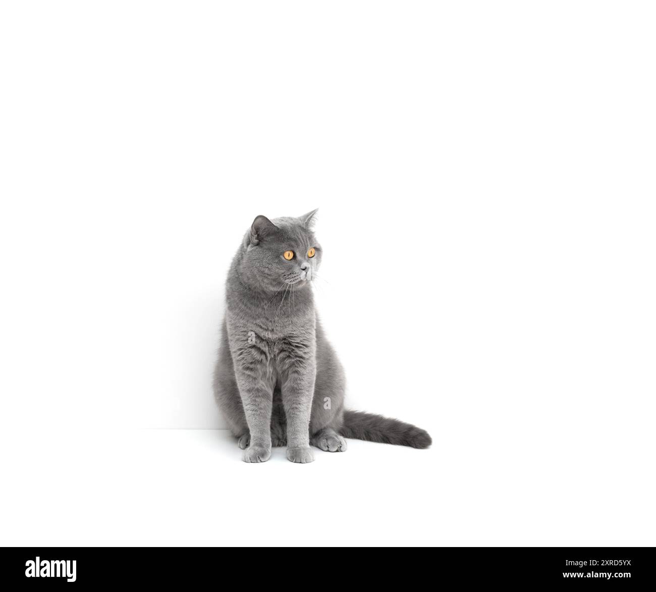 Chat short britannique est assis sur la table. Gros chat gris isolé sur un fond blanc avec espace de copie. Banque D'Images