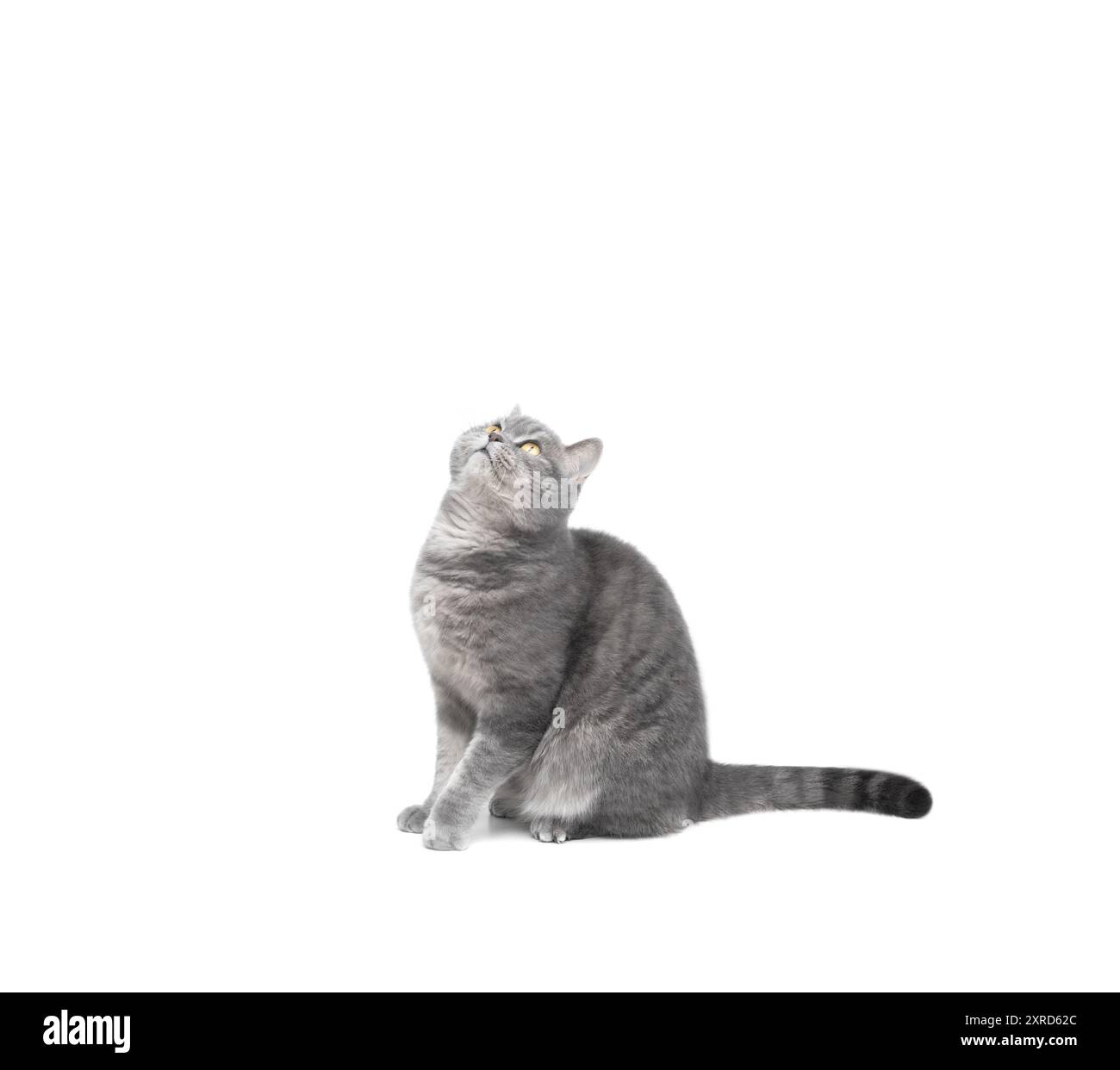 Chat droit écossais assis sur une table et lève les yeux. Curieux chat tabby gris isolé sur un fond blanc. Espace pour le texte. Banque D'Images