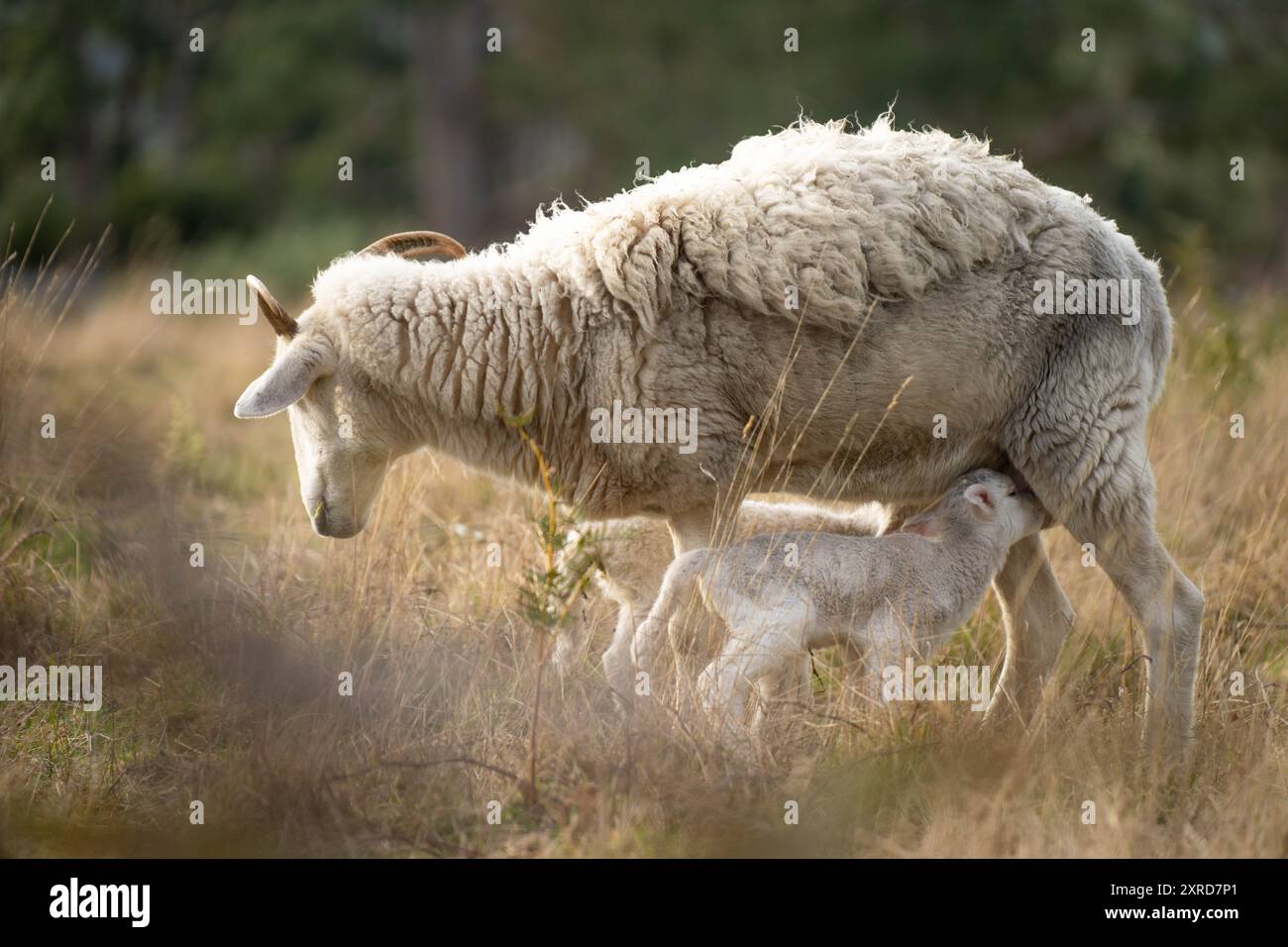 Moutons et agneaux dans les champs australiens au printemps Banque D'Images