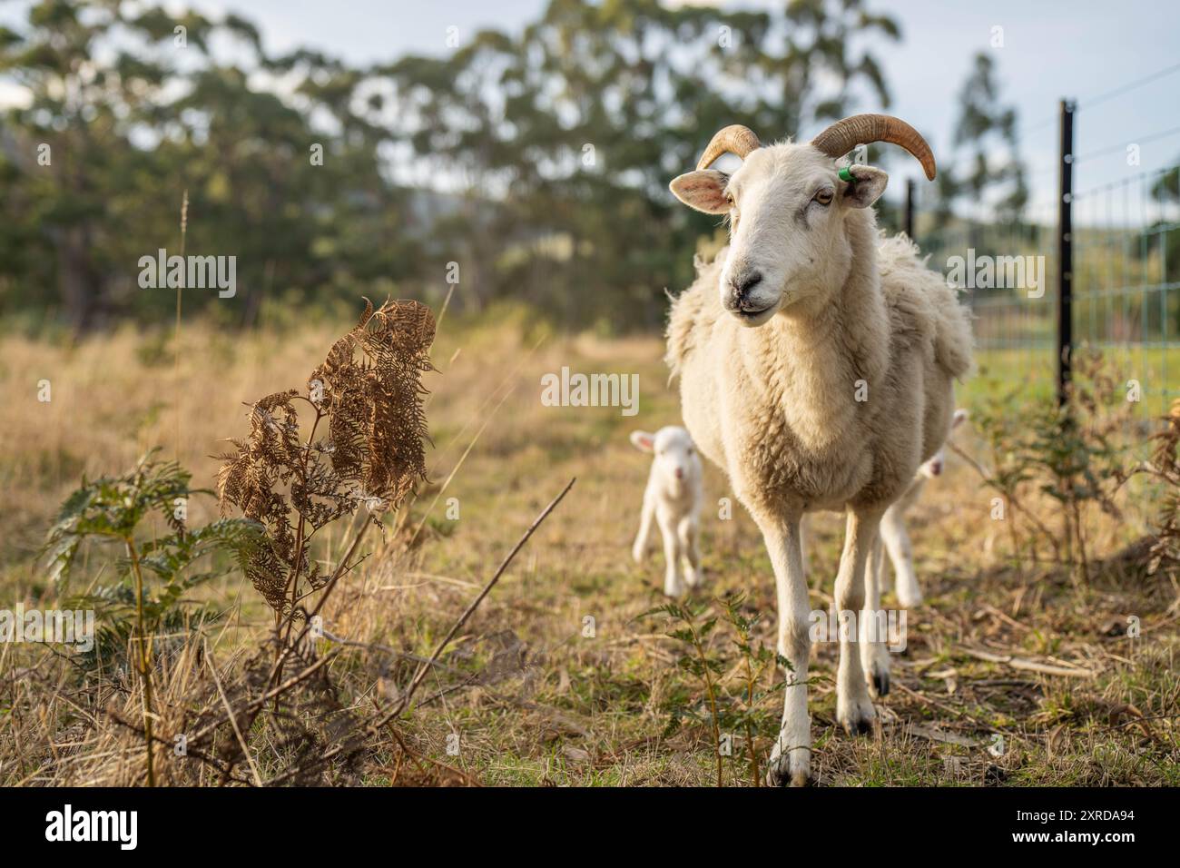 Moutons et agneaux dans les champs australiens au printemps Banque D'Images