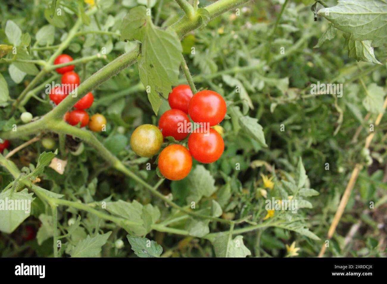 Tomates héritées sur la vigne Banque D'Images