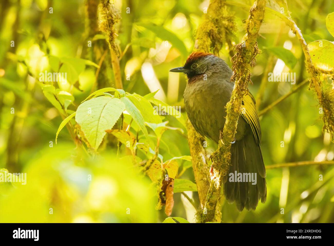 Le ruche de rire à oreilles argentées (Trochalopteron melanostigma) est un oiseau de taille moyenne avec un plumage brun olive, une tache argentée saisissante derrière son œil, Banque D'Images