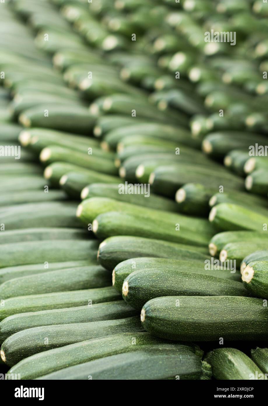 Un très large éventail de courgettes en plusieurs rangées. Aussi connues sous le nom de courgettes, les courgettes sont un type de courge originaire d'Amérique. Banque D'Images