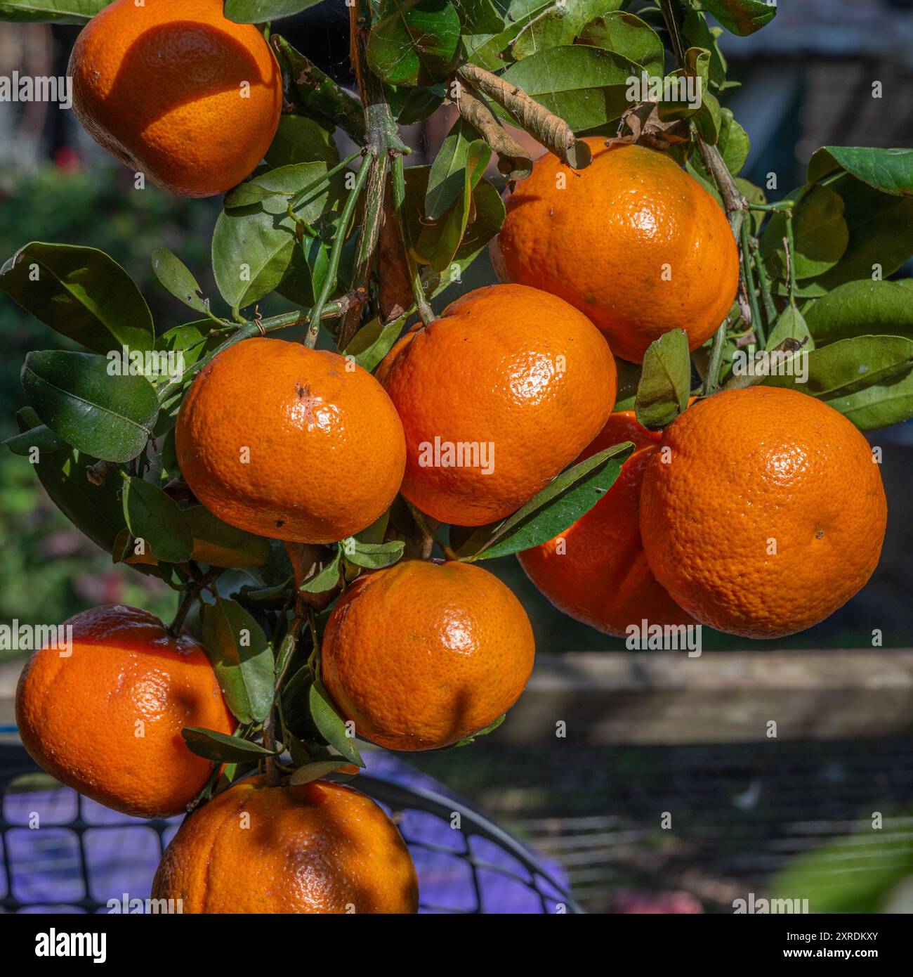 Oranges mandarines mûres sur un arbre en plein soleil Banque D'Images