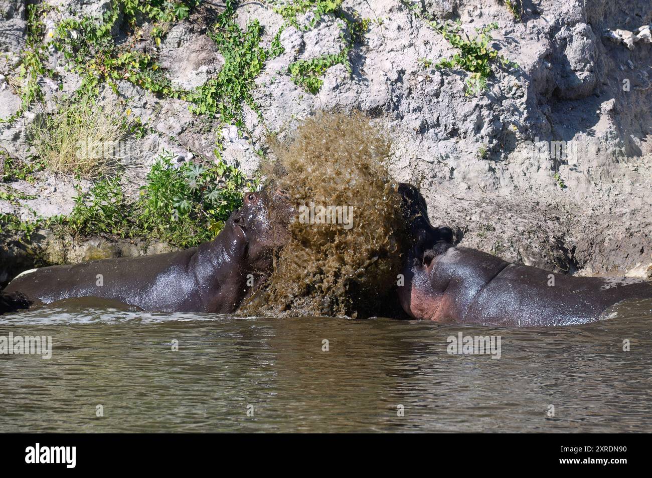 Hippopotame femelle dans la rivière, jetant de l'eau sur l'hippopotame mâle pour rejeter ses avances Makgadikgadi pans National Park, Botswana. Banque D'Images