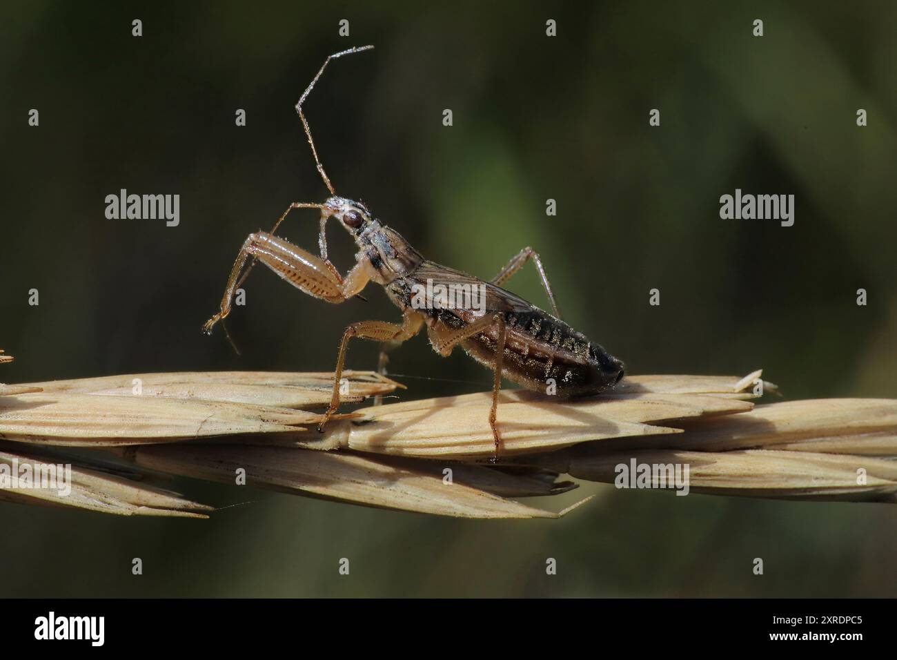 Insecte de la grosse damsel - Nabis flavomarginatus Banque D'Images