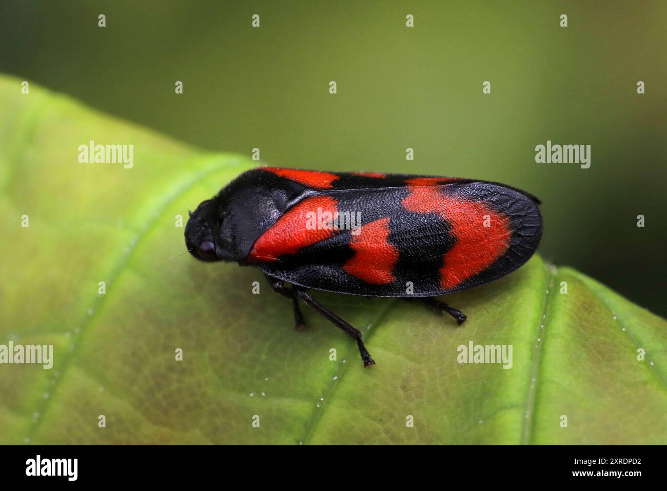 Froghopper rouge et noir - vulnérabilité Cercopis Banque D'Images