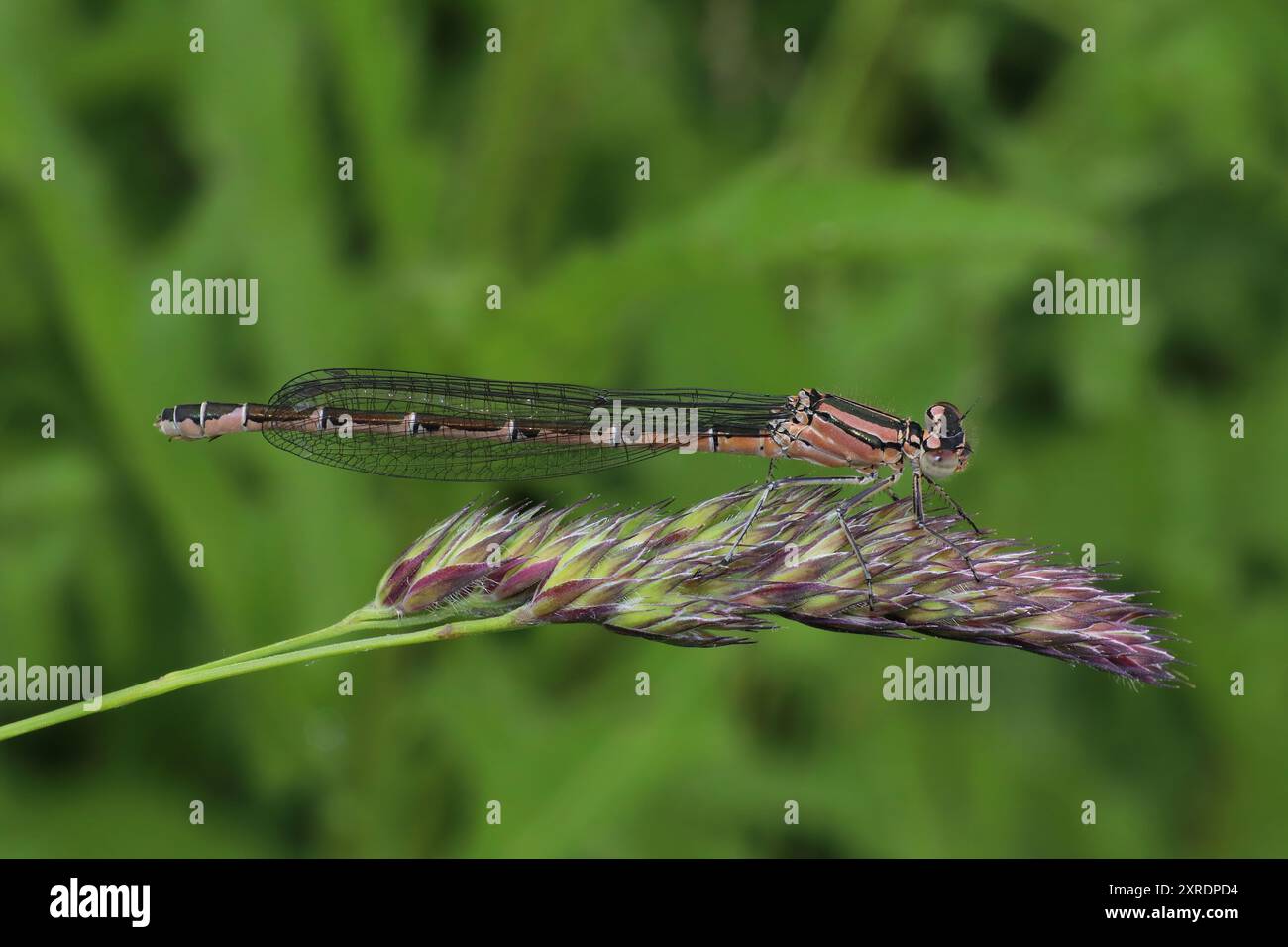 Damselfly à queue bleue - Ischnura elegans - femelle - forme rufescens-obsoleta (anciennement infuscans-obsoleta) Banque D'Images