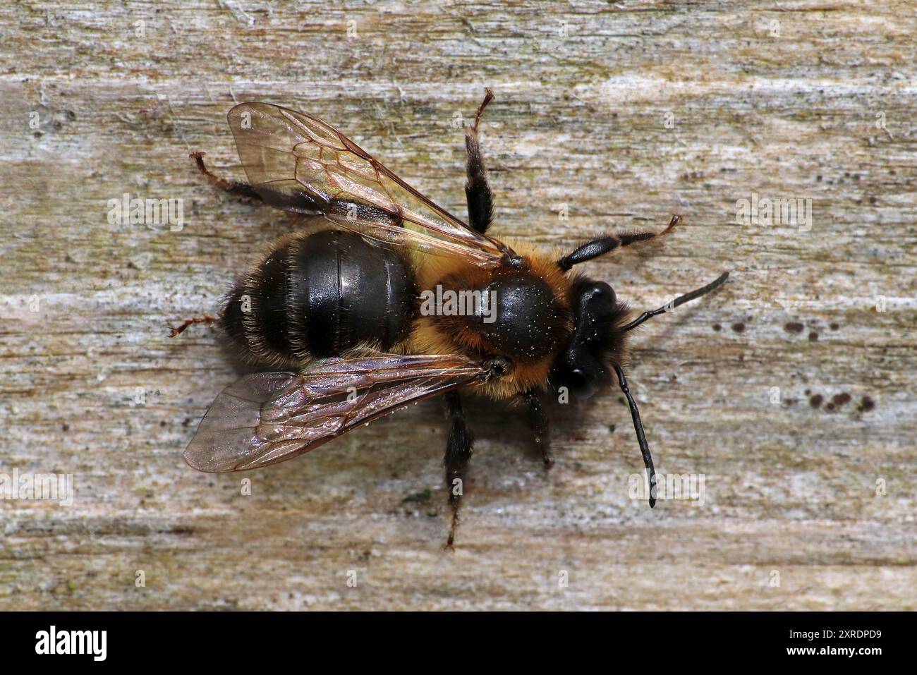 Abeille minière de chocolat - Andrena scotica alias Andrena carantonica Banque D'Images