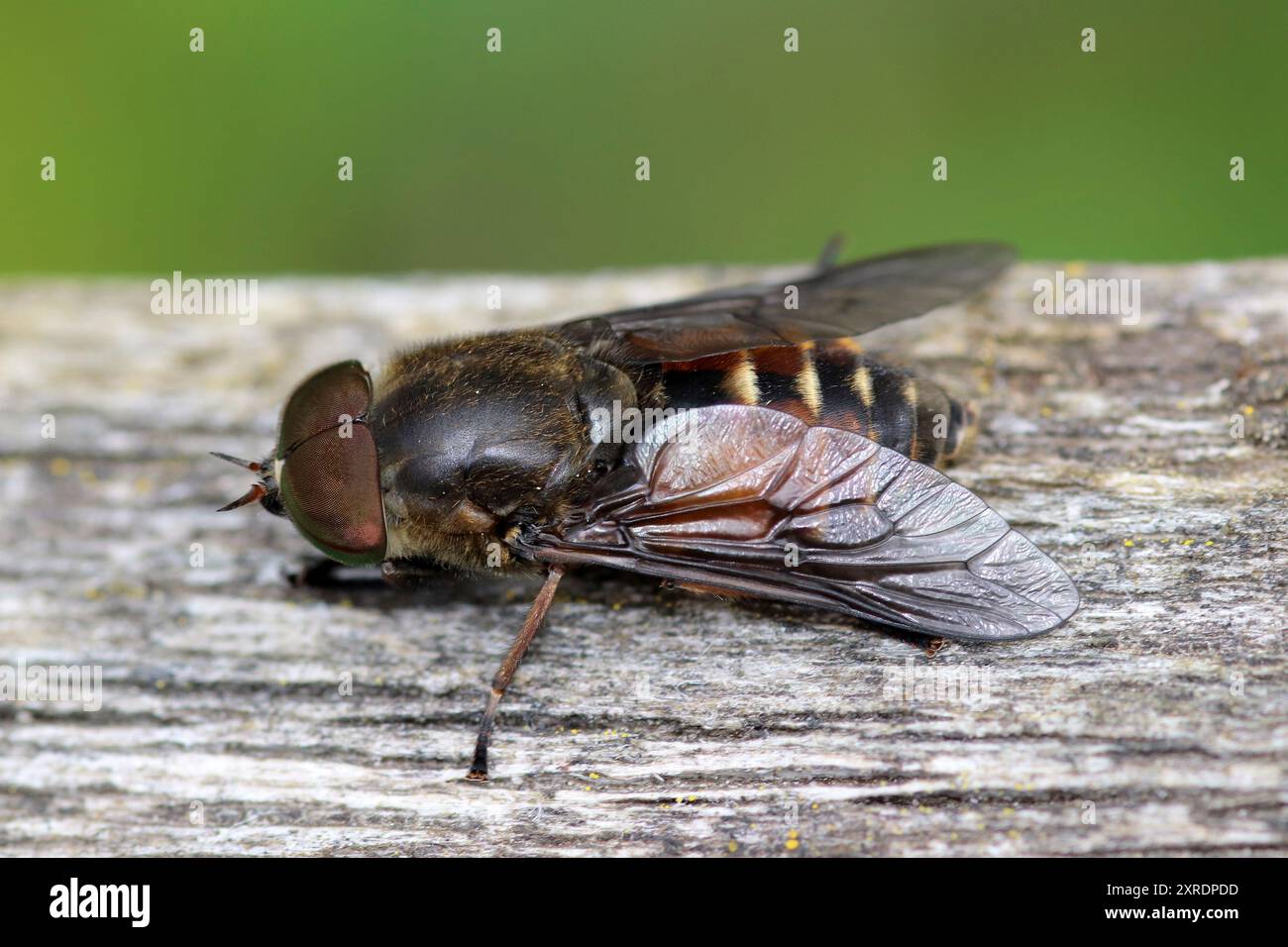 Band-Eyed Brown Horsefly - Tabanus bromius Banque D'Images