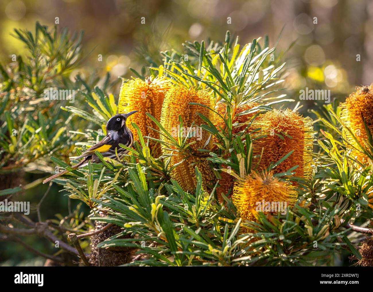 Mielier de New Holland (Phylidonyris novaehollandiae) perché dans un buisson Banksia spinulosa en fleurs, ou Banksia en épingle à cheveux. Banque D'Images