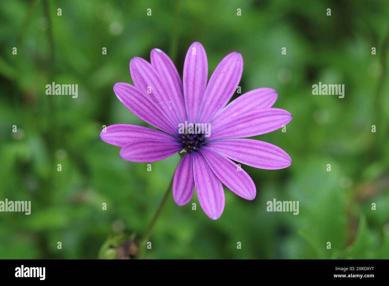 Gros plan d'une fleur d'ostéospermum violette unique sur fond vert flou Banque D'Images