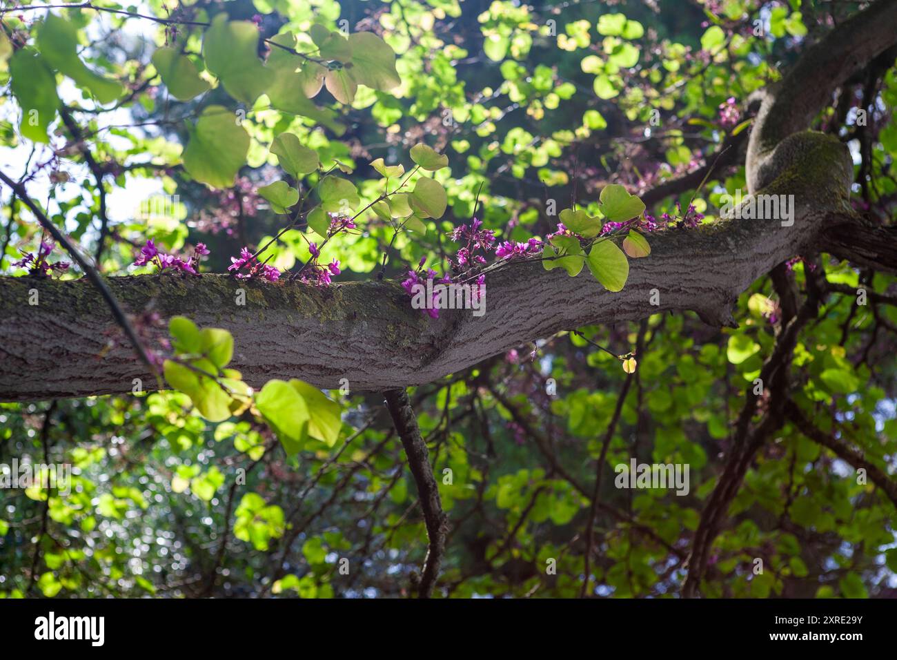 Cercis siliquastrum, communément appelé arbre de Judas, avec des fleurs qui poussent le long d'une branche : Paestum, Province de Salerne, Campanie, Italie Banque D'Images