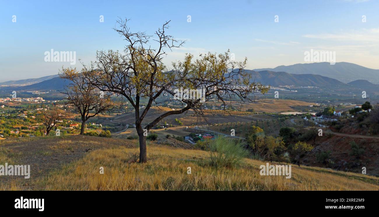 Amandiers dans les collines autour de cartamar Andalousie Espagne Banque D'Images