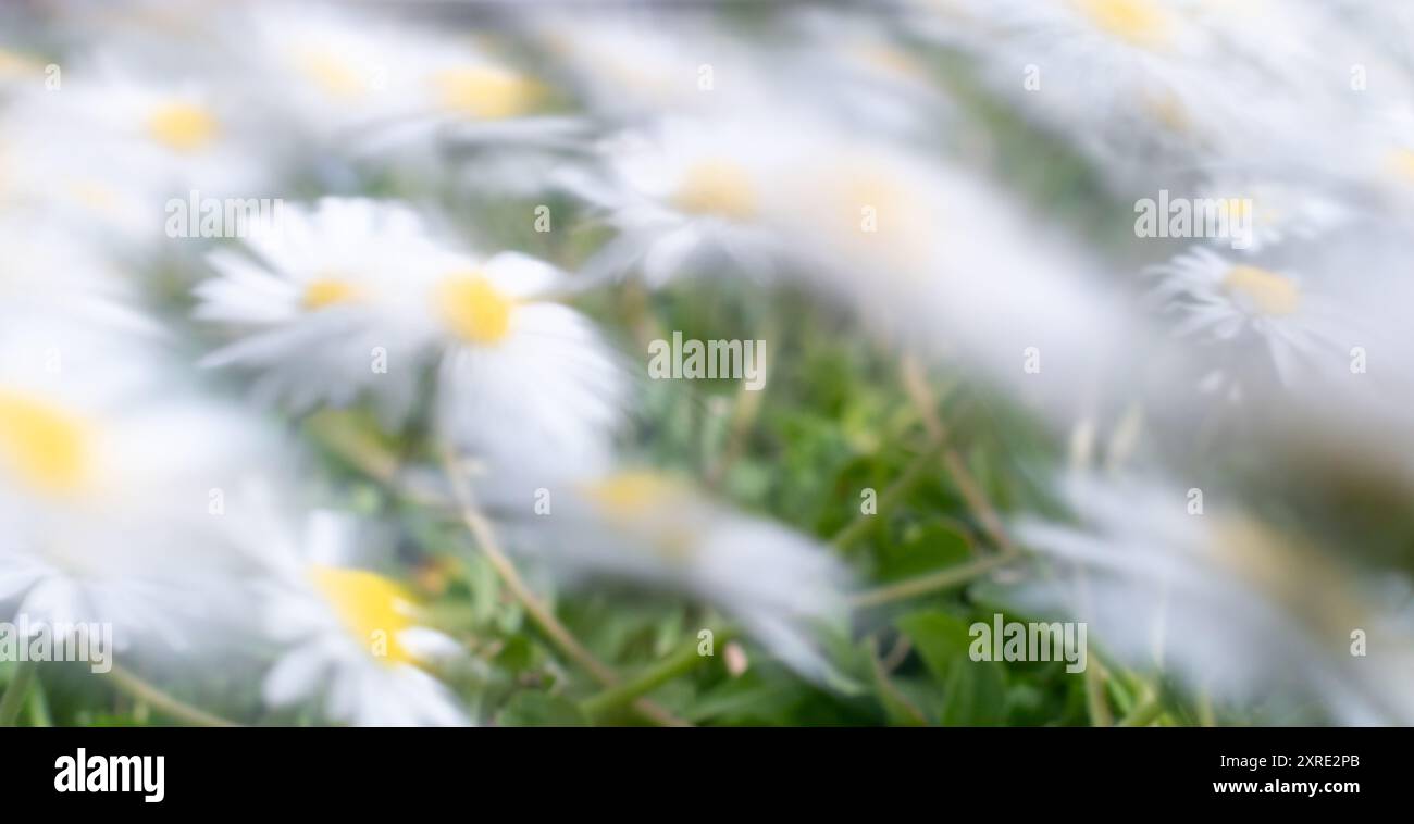 Fleurs de Marguerite en flou de mouvement, longue exposition au vent Banque D'Images