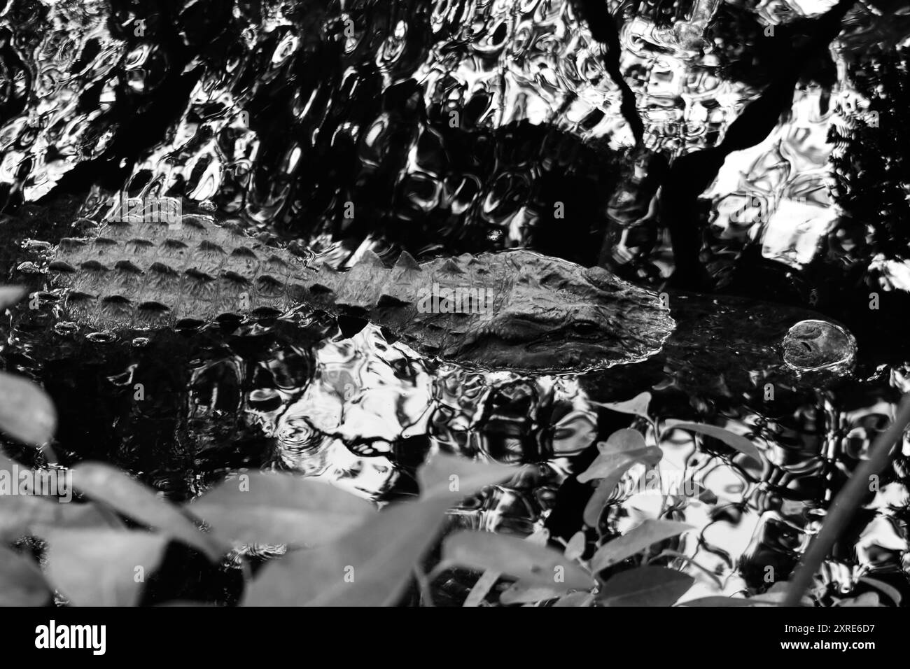 American Alligator, Florida Everglades Banque D'Images