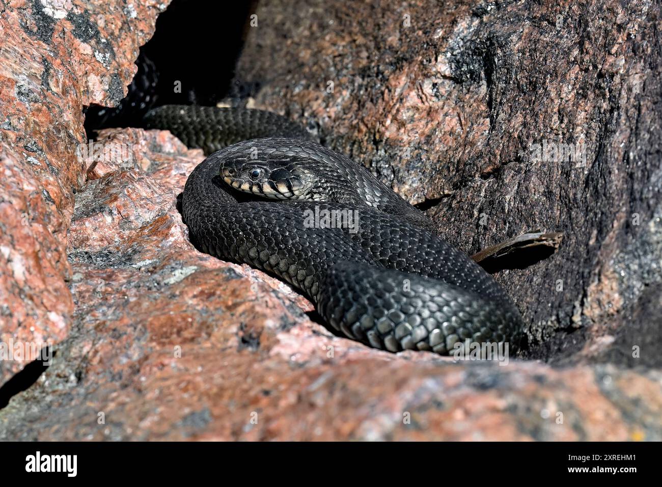 Serpent d'herbe se baquant dans les crevasses de roche Banque D'Images