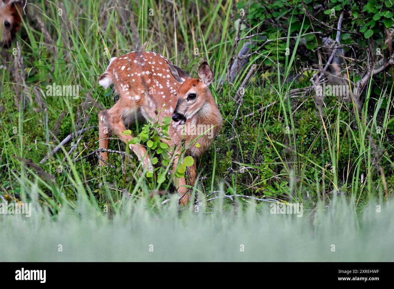 Jeune et belle. Faon de cerf de Virginie dans la forêt. Banque D'Images