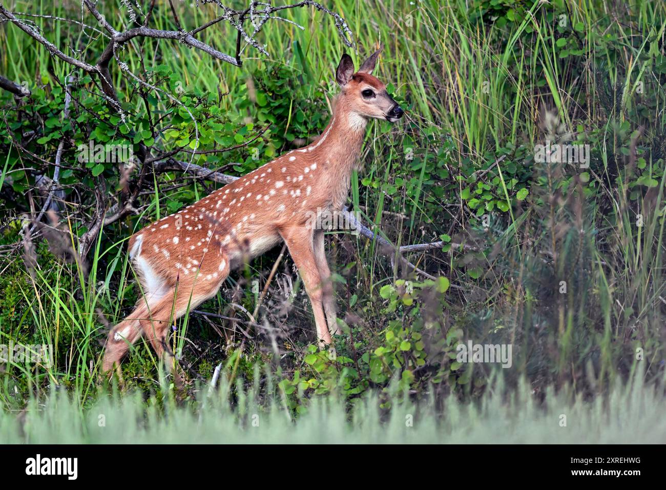 Jeune et belle. Faon de cerf de Virginie dans la forêt. Banque D'Images