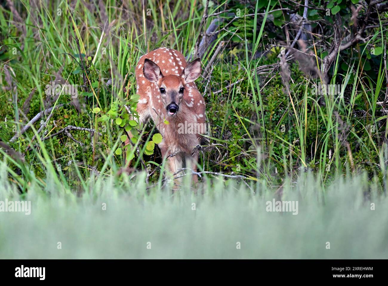 Jeune et belle. Faon de cerf de Virginie dans la forêt. Banque D'Images