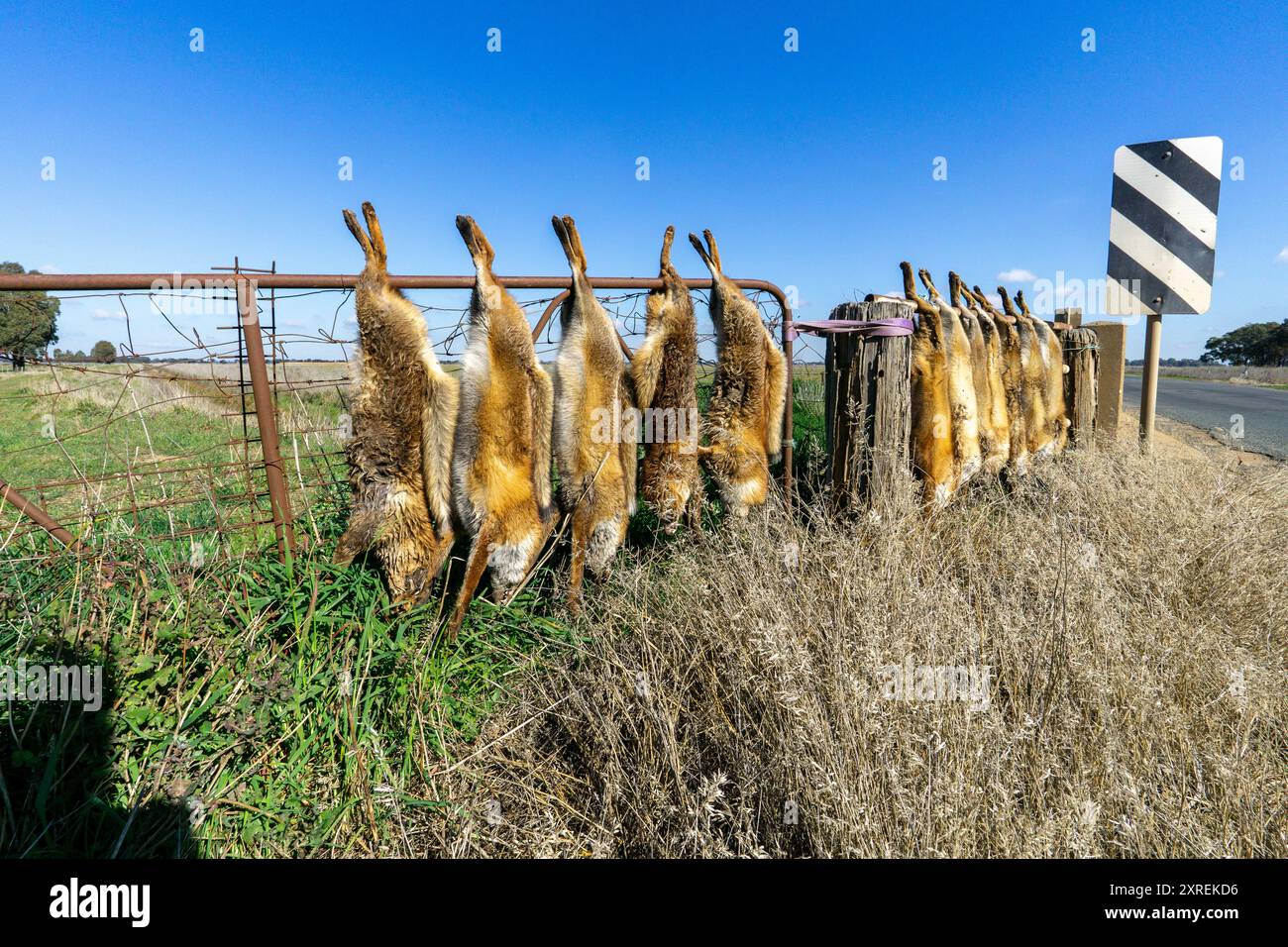 Vulpes vulpes le prédateur sauvage envahissant introduit les carcasses de renard rouge européen accrochées à une clôture le long d'une route rurale. Banque D'Images