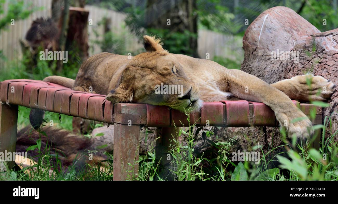 Une femelle lion africaine endormie dans son enclos au zoo de Paignton. Banque D'Images