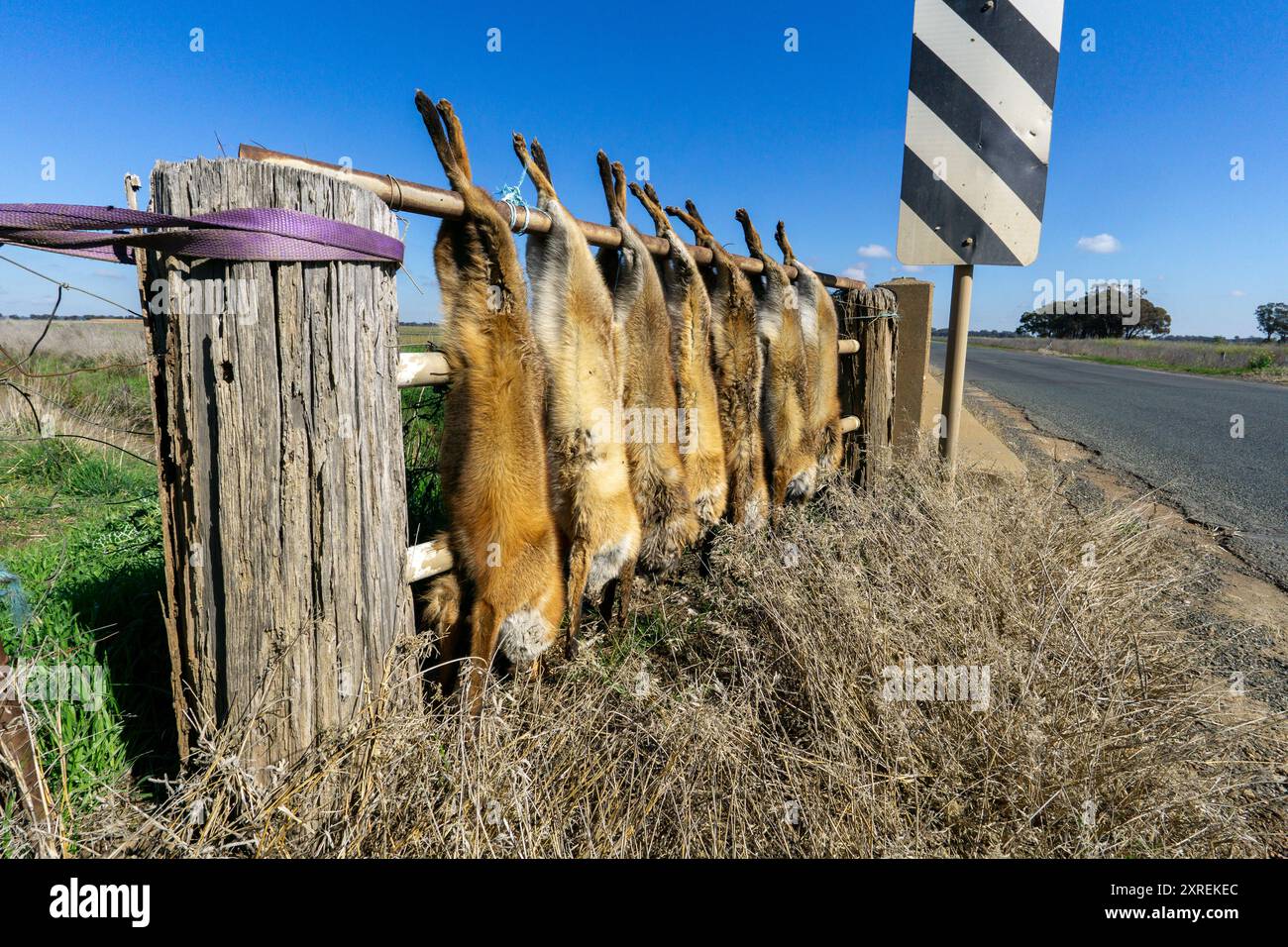 Vulpes vulpes le prédateur sauvage envahissant introduit les carcasses de renard rouge européen accrochées à une clôture le long d'une route rurale. Banque D'Images
