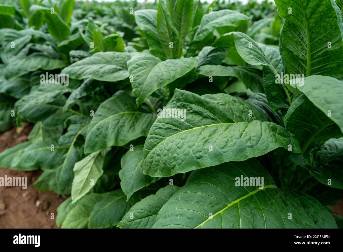 plants de tabac avec des fleurs roses en fleurs en virginie Banque D'Images