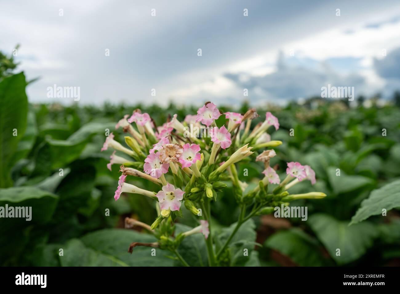 plants de tabac avec des fleurs roses en fleurs en virginie Banque D'Images