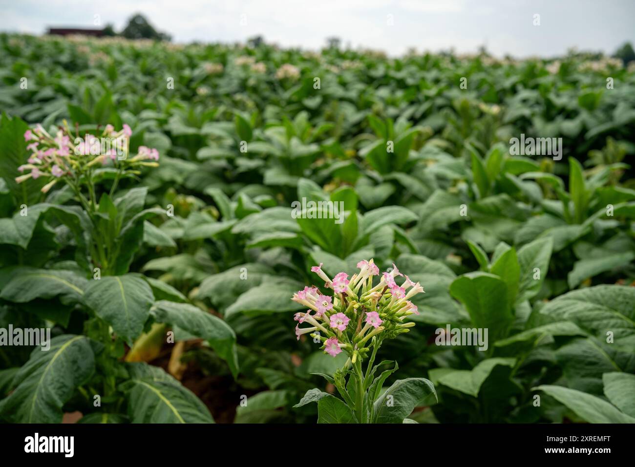 plants de tabac avec des fleurs roses en fleurs en virginie Banque D'Images