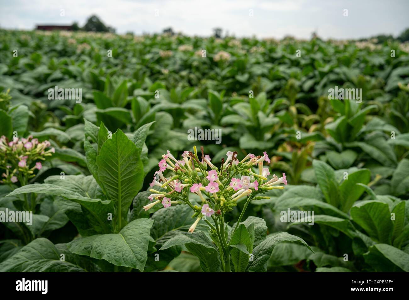 plants de tabac avec des fleurs roses en fleurs en virginie Banque D'Images